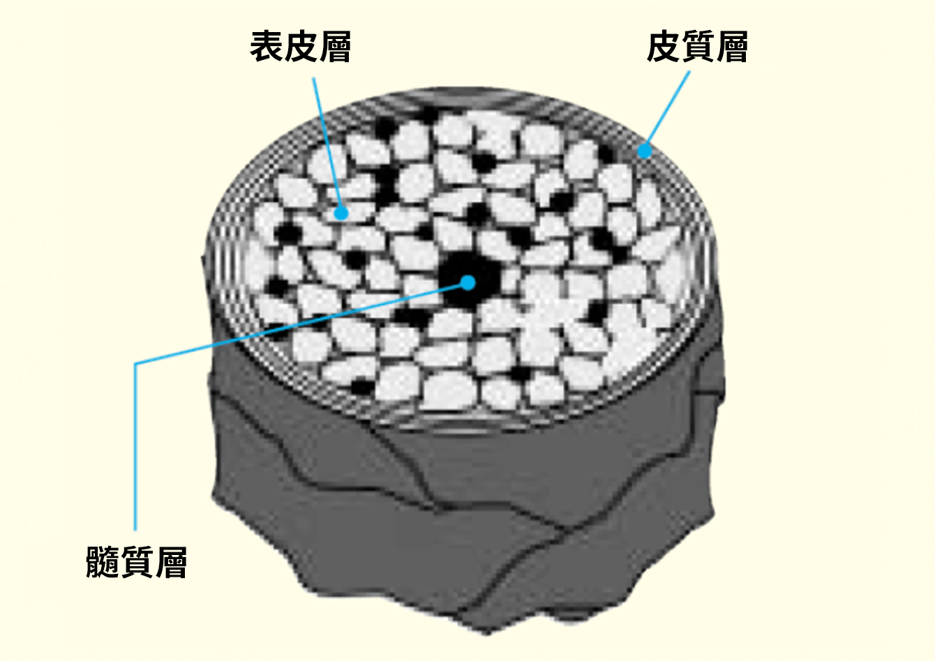 毛髪構造