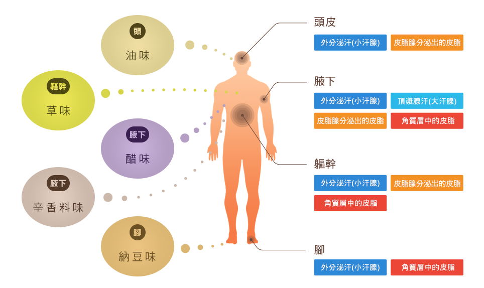 「體味的種類」與「體味的來源」會因身體部位而不同